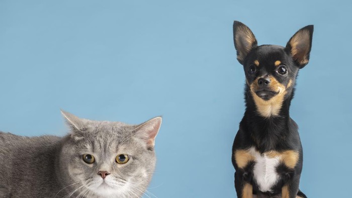 Harta Melimpah, Perempuan Ini Beri Warisan Rp44 Miliar untuk Anjing dan Kucing Peliharaan!