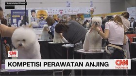 VIDEO: Kompetisi Perawatan Anjing
