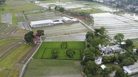 FOTO: Guratan Raksasa Wajah Ganjar-Mahfud di Sawah Ungaran Jateng