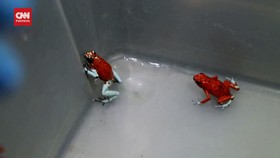 VIDEO: Penyelamatan 130 Katak Mungil Paling Beracun di Kolombia