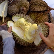 Meski Terbukti Enaknya, Ketahui Batas Konsumsi dan Efek Samping Terlalu Banyak Makan Durian!