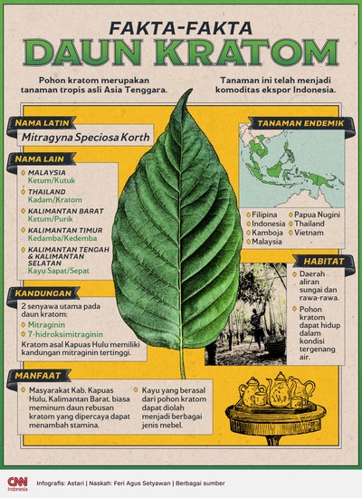 https://akcdn.detik.net.id/visual/2024/01/31/infografis-fakta-fakta-daun-kratom-1.jpeg?q=90&w=400