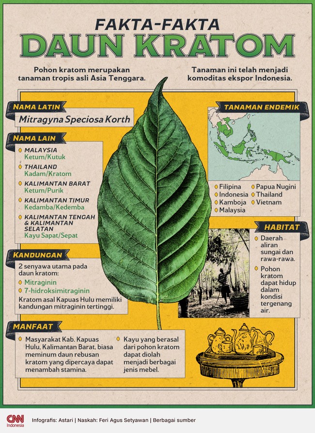 Di Indonesia, pohon kratom tumbuh subur terutama di sejumlah daerah di Kalimantan. Kenali fakta-fakta daun kratom yang kini telah jadi komoditas ekspor.
