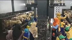Viral Kandang Domba Mewah Rp500 Juta, Begini Cerita Sang Pemilik