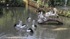 Lokasi, Wahana, dan Tiket Masuk Kebun Binatang Surabaya