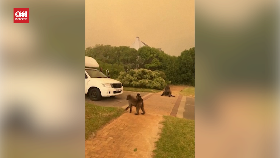 VIDEO: Monyet Liar Saksikan Langit Afsel Jadi Kuning Imbas Kebakaran