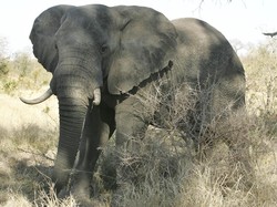 Tragis! 2 Turis Ini Tewas Diserang Gajah di Taman Nasional