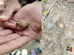 Niat Cari Durian, Mahasiswa Unpad Malah Temukan Fosil Gastropoda & Pelecypoda saat KKN