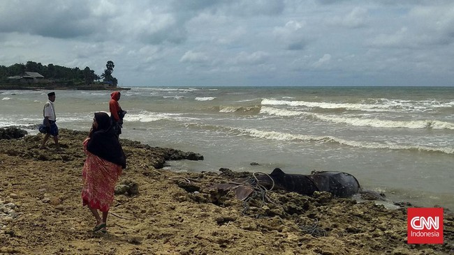 Bangkai foto di pesisir pantai Desa Batukerbuy, Pamekasan dikunjungi banyak warga karena tak kunjung dievakuasi sejak 1 Februari.