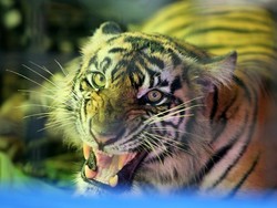 Pekerja Akasia di Inhil Tewas Diterkam Harimau, Tangan Korban Hilang