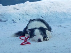 Saat Anjing di Anatomy of a Fall Digadang Layak Masuk Oscar