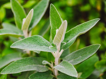 7 Jenis Tanaman Herbal untuk Diabetes atau Bantu Obati Gula Darah, Bisa Ditanam di Rumah Bun!