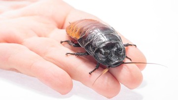 Siapa Ilmuwan Penemu Susu Kecoak hingga Raih Ig Nobel?