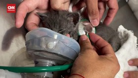 VIDEO: Nelangsa Satwa Korban Serangan Parah 'Negara Api' di Chile