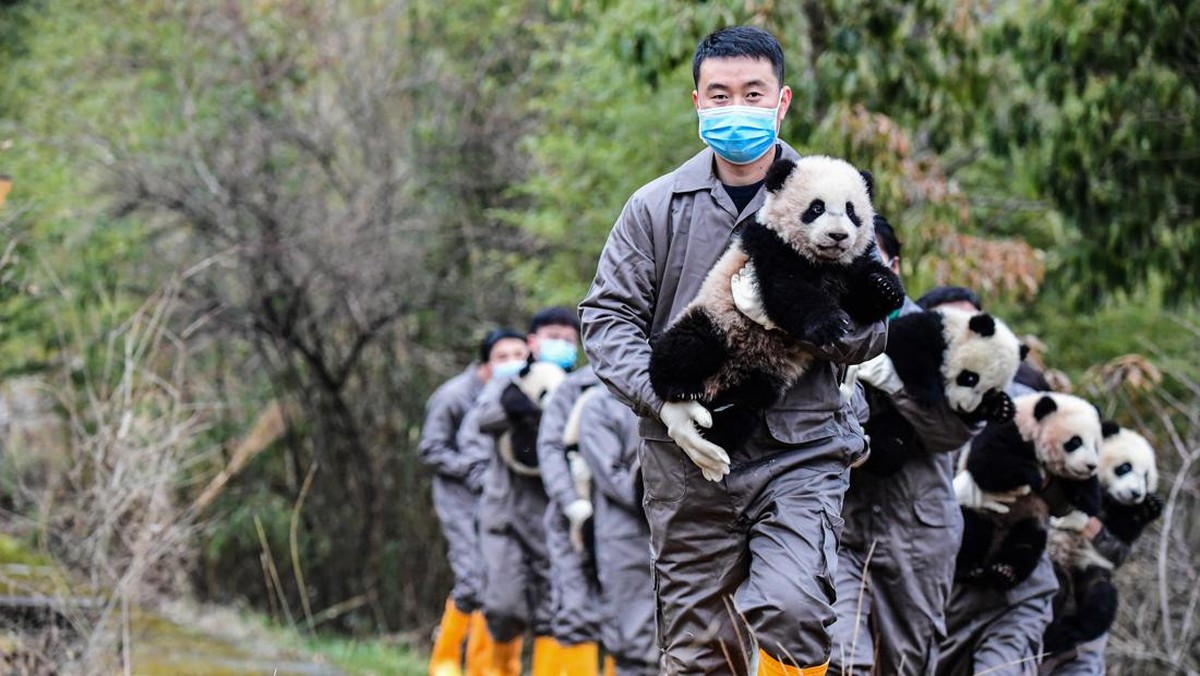 FOTO: Gaduhnya Geng Bayi Panda yang Syuting Video Ucapan Imlek