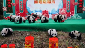 FOTO: Gaduhnya Geng Bayi Panda yang Syuting Video Ucapan Imlek