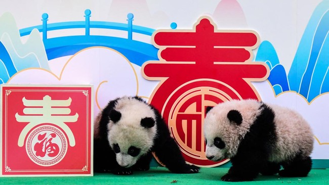 FOTO: Gaduhnya Geng Bayi Panda yang Syuting Video Ucapan Imlek