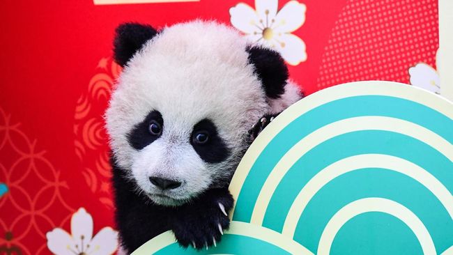 Pengunjung pusat penangkaran panda di China dilarang memberi makan kepada panda. Jika melanggar, maka akan diberikan sanksi larangan masuk lokasi seumur hidup.