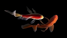 7 Jenis Ikan yang Membawa Keberuntungan di 2024