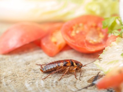 12 Cara Mengusir Kecoa di Dapur secara Alami Menurut Pakar, Gampang Bun!