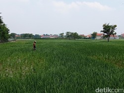 Kementerian PU Mulai Terapkan Sistem IPHA di Lahan Pertanian Cirebon
