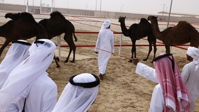 FOTO: Mencari Unta Tercantik di Uni Emirat Arab