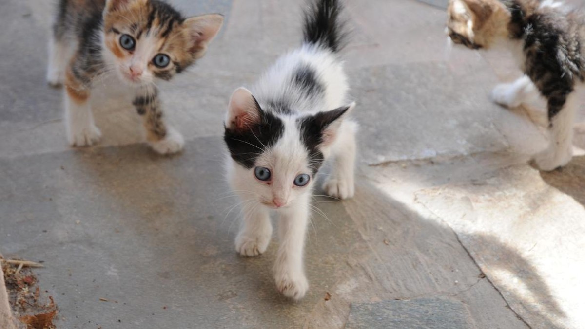 Pemprov DKI Bikin Program 'Traktir Kucing', di Sini Lokasinya