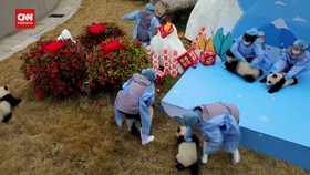 VIDEO: Momen Gemas Bayi-bayi Panda 'Akting' untuk Tahun Baru Imlek