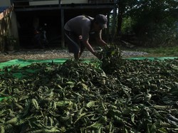 Rencana Pemerintah Keruk Untung dari Kratom