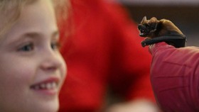 FOTO: Gorecka sang 'Bat-Mum', Merawat Kelelawar bak Anak Sendiri
