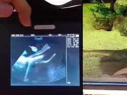 Ikan Pari Mengandung Bikin Bingung, Diduga Dihamili Hiu