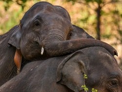 Lebih dari 1 Gajah Mati Tiap Hari di Sri Lanka, Kenapa?