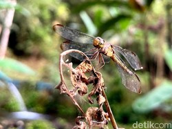 Meganeura, Capung Terbesar yang Pernah Hidup di Bumi