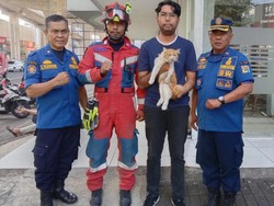 Damkar Evakuasi Kucing Oyen yang Terjebak di Sela Jalan Tol Kelapa Gading