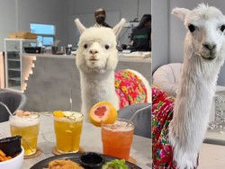 Di Kafe Ini Bisa Makan dan Ngopi Ditemani oleh Alpaca yang Menggemaskan