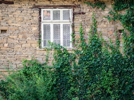 10 Tanaman Hias Merambat yang Mudah Tumbuh, Bikin Rumah Aesthetic