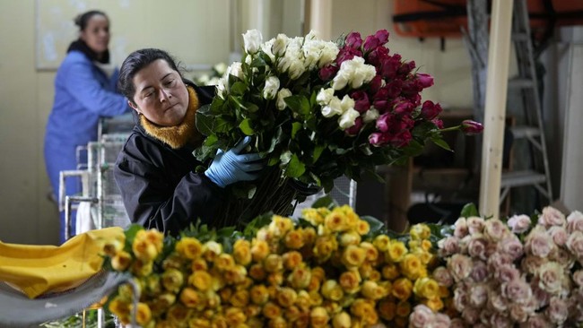 FOTO: Kolombia Kebanjiran Order Bunga Mawar Jelang Valentine