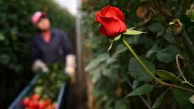 FOTO: Kolombia Kebanjiran Order Bunga Mawar Jelang Valentine