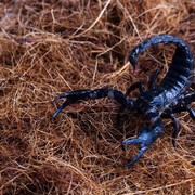 Sengatannya Berbahaya, Ini 4 Cara Mencegah Kalajengking Agar Tidak Masuk Rumah