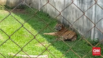 Anak Harimau Benggala 8 Bulan Mati di Kebun Binatang Bandung
