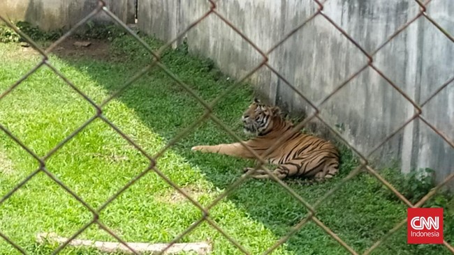 Hara, anak Harimau Benggala yang lahir pada tahun lalu, mati di Kebun Binatang Bandung.