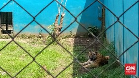 Lima Harimau Mati di Medan Zoo dalam 3 Bulan Terakhir