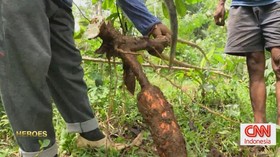 VIDEO: Mengangkat Martabat Petani Singkong