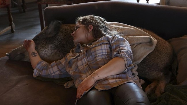 FOTO: Oscar si Babi Hutan yang Punya Sofa, Bantal, dan Selimut Sendiri