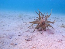 Makhluk Medusa Muncul di Pantai Australia, Para Ahli Dibuat Heran!