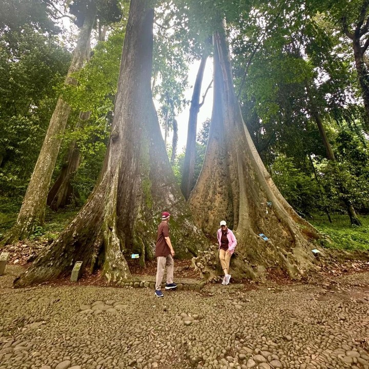<p>Sri Mulyani memaparkan, pohon itu disebut sebagai 'Pohon Jodoh' karena ditanam secara berdampingan. "Pohon yang satu merupakan jenis dari pohon Meranti Tembaga (<em>Shorea leprosula Miq)</em>, sedangkan pohon yang ada disebelahnya adalah jenis dari pohon Ara Ratu <em>(Ficus albipila (Miq.) King</em>). Pohon saja berjodoh.. Happy Valentine," ucapnya. (Foto: Instagram @smindrawati)</p>