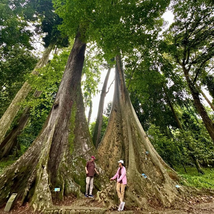 <p>Sri Mulyani dan suami berpose di bawah 'Pohon Jodoh', dua dari banyaknya pohon tertua di Kebun Raya Bogor. "Di Kebun Raya Bogor ada POHON JODOH yang ditanam secara berdampingan pada tahun 1866. Sudah tua sekali.. lebih satu setengah abad!" tulis Sri Mulyani dalam unggahannya. (Foto: Instagram @smindrawati)</p>