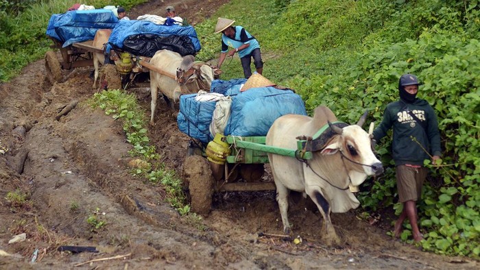 Sejumlah relawan menggunkan gerobak sapi membawa kembali logistik Pemilu 2024 dari Wayharu, Bengkunat, Pesisir Barat, Lampung, Kamis (15/2/2024). Pengumpulan kembali logistik Pemilu 2024 hasil pemungutan suara tersebut dilakukan dari tingkat PPS ke tingkat PPK di Kabupaten Pesisir Barat yang memiliki jumlah DPT 119.655 pemilih. ANTARA FOTO/Ardiansyah/tom.