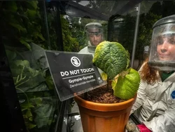 Ini Gympie-gympie, Tanaman Paling Beracun yang Juga Tumbuh di Indonesia