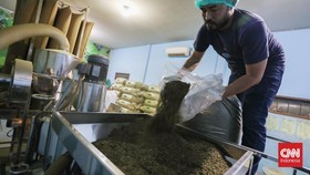 Jatuh Bangun di Ladang Kratom, Bisnis Bercuan Miliaran